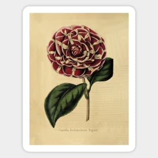 Vintage Camellia Archidushesse Augusta Horticultural review (1850) Sticker